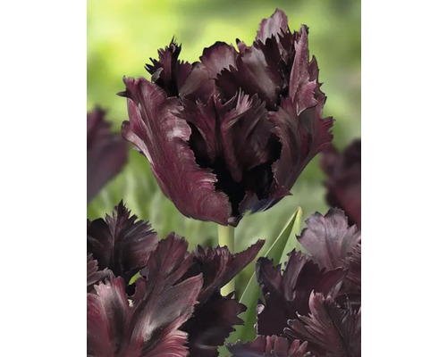 Close-up van een enkele donkere tulpenbloem met gekartelde bloemblaadjes.