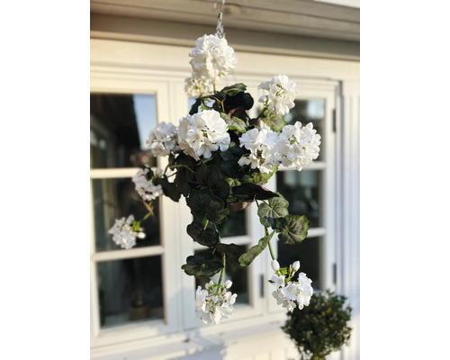 Hangplant met witte bloemen voor een raam