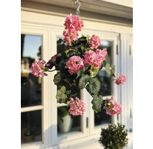 Hangende geranium met haak voor een raam