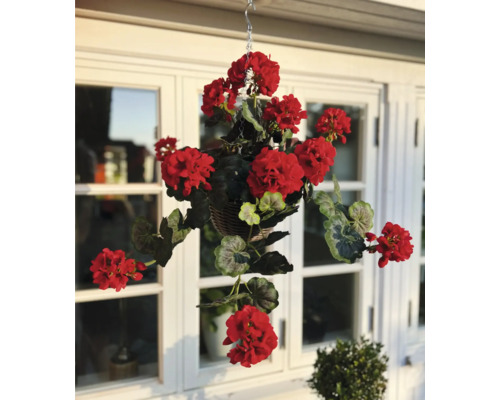 Hangmand met rode geraniums voor een raam