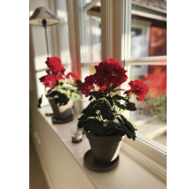 Twee geraniums in potten op een vensterbank