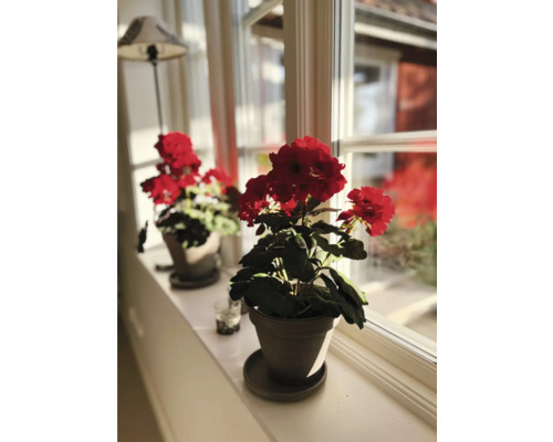 Twee geraniums in potten op een vensterbank