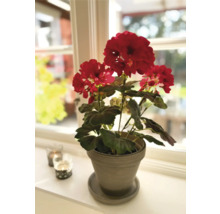 Geranium in een pot op een vensterbank