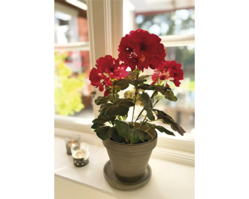 Geranium in een pot op een vensterbank