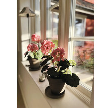 Geraniums in potten op een vensterbank met natuurlijk licht