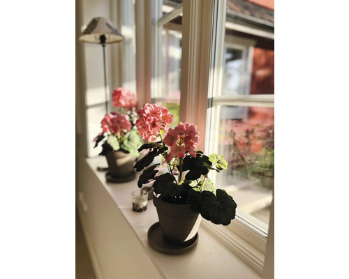 Geraniums in potten op een vensterbank met natuurlijk licht