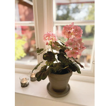 Geranium in pot op een vensterbank