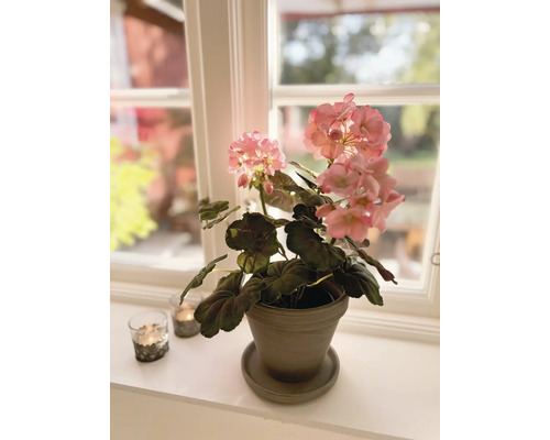 Geranium in pot op een vensterbank