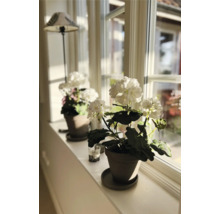 Decoratieve kamerplanten in potten op een vensterbank.