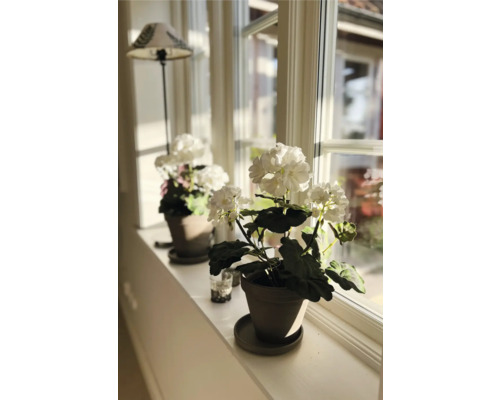 Decoratieve kamerplanten in potten op een vensterbank.