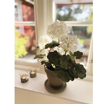 Decoratieve witte hortensia in een pot op een vensterbank met twee waxinelichthouders
