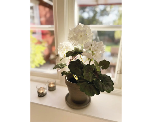 Decoratieve witte hortensia in een pot op een vensterbank met twee waxinelichthouders