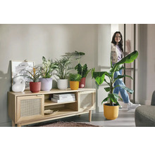Woonkamer met houten kast, verschillende planten in plantenbakken en een vrouw op de achtergrond