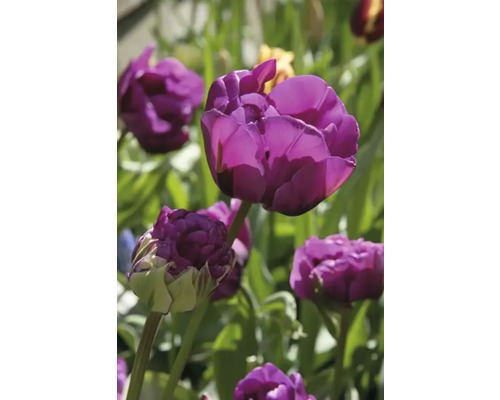 Close-up van paarse tulpenbloemen in de tuin