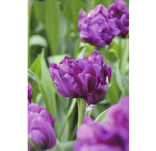 Close-up van paarse tulpenbloemen in de tuin.