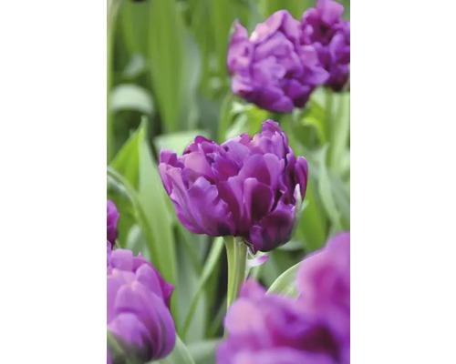 Close-up van paarse tulpenbloemen in de tuin.