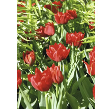 Close-up van rode tulpen in een tuin.