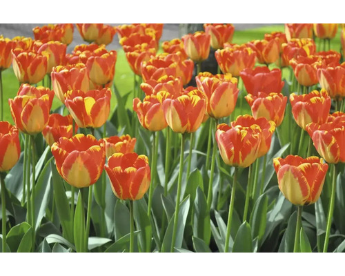 Veld met rood-gele tulpenbloemen en groene stelen