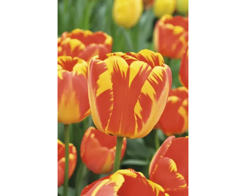 Close-up van tulpen met bloemen in gestreept patroon