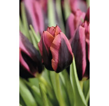 Close-up van een tulpenbloem