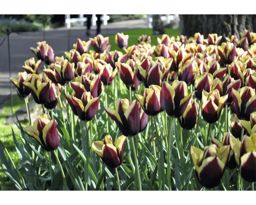 Close-up van tulpen in een tuinperk