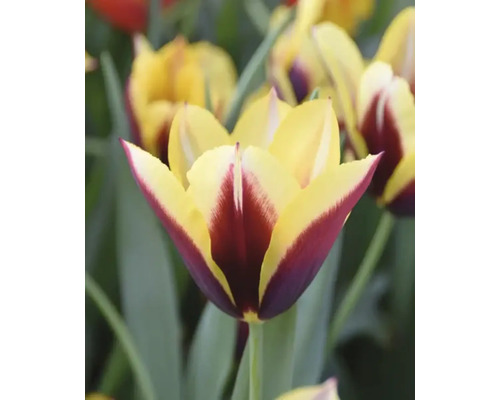 Close-up van een tulp met gele en bordeauxrode bloemblaadjes