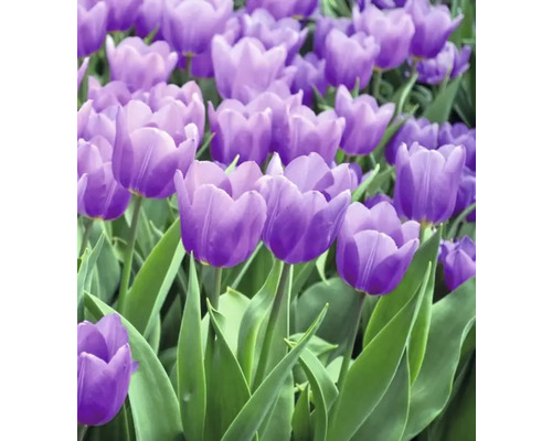Close-up van paarse tulpen in de tuin.