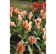 Tulpenveld met rode en tweekleurige bloemen