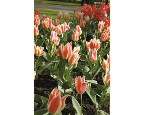 Tulpenveld met rode en tweekleurige bloemen