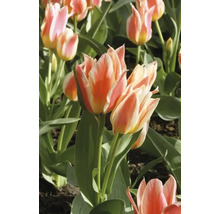 Close-up van veelkleurige tulpen in de tuin