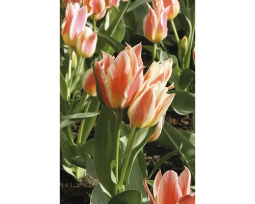 Close-up van veelkleurige tulpen in de tuin