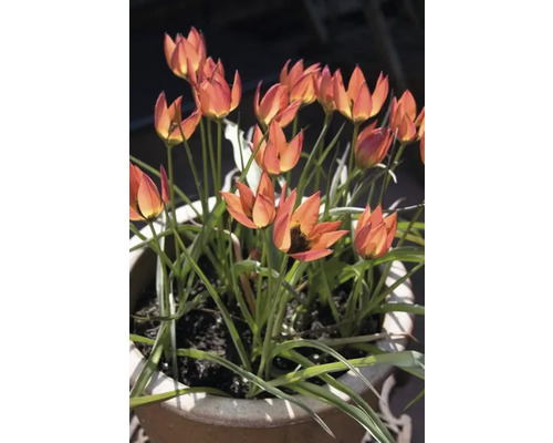 Tulpen in een plantenbak