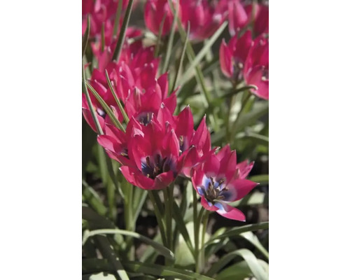 Close-up van rode tulpenbloemen in een tuinperk