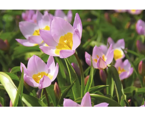 Close-up van tulpenbloemen in een tuinperk