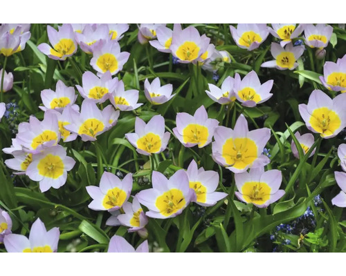 Close-up van lichtpaarse tulpen met gele bloemhoofdjes