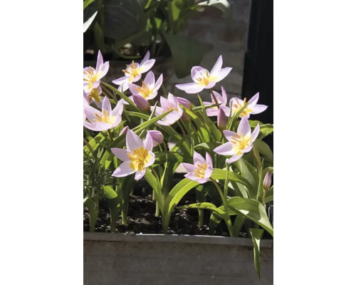 Bloeiende tulpen in een bloembak