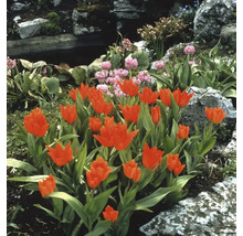 Tuinlandschap met tulpenperk, stenen en vijver