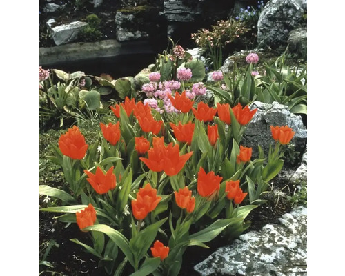 Tuinlandschap met tulpenperk, stenen en vijver