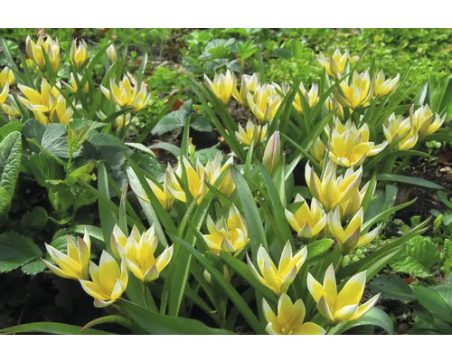 Gele en witte Tarda-tulpen in een tuinbed