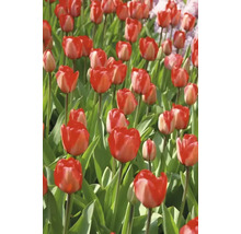 Veld met rode tulpen