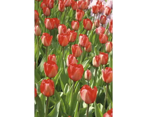 Veld met rode tulpen