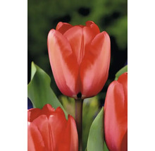 Close-up van een rode tulpenbloem