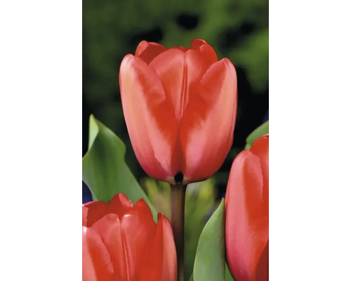 Close-up van een rode tulpenbloem