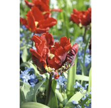 Rode gevulde tulpenbloem in de tuin