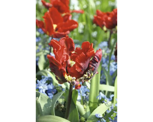 Rode gevulde tulpenbloem in de tuin