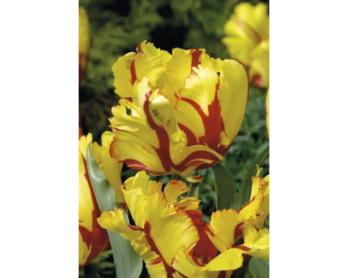 Geel-rode tulpenbloem in detail