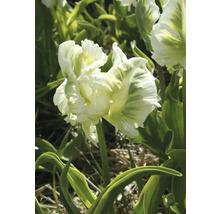 Dubbele tulp met witgroene bloemblaadjes in de tuin