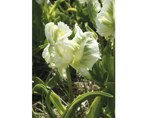 Dubbele tulp met witgroene bloemblaadjes in de tuin