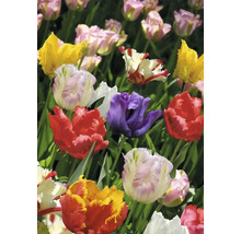 Close-up van een groep veelkleurige tulpen in een tuinperk.
