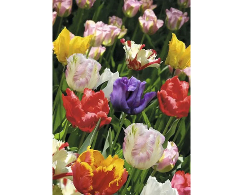 Close-up van een groep veelkleurige tulpen in een tuinperk.